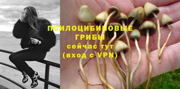 стаф Алзамай